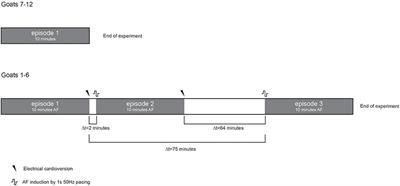 Stationary Atrial Fibrillation Properties in the Goat Do Not Entail Stable or Recurrent Conduction Patterns